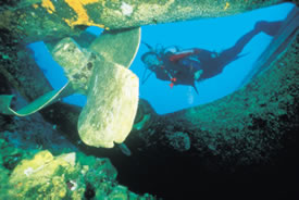Diving in the Carabiean
