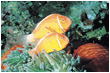 Yellow Reaf Fish